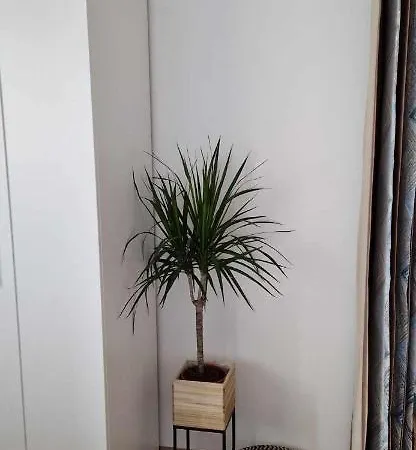 студио тони 2